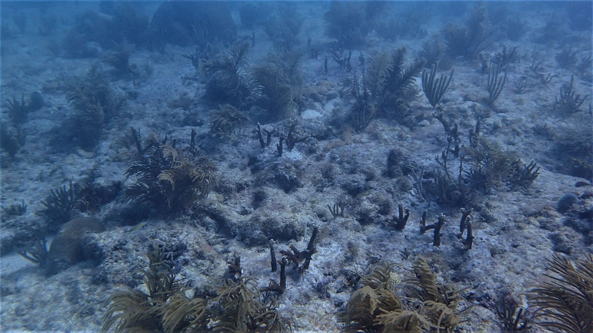 Small clusters of corals immediately after outplanting