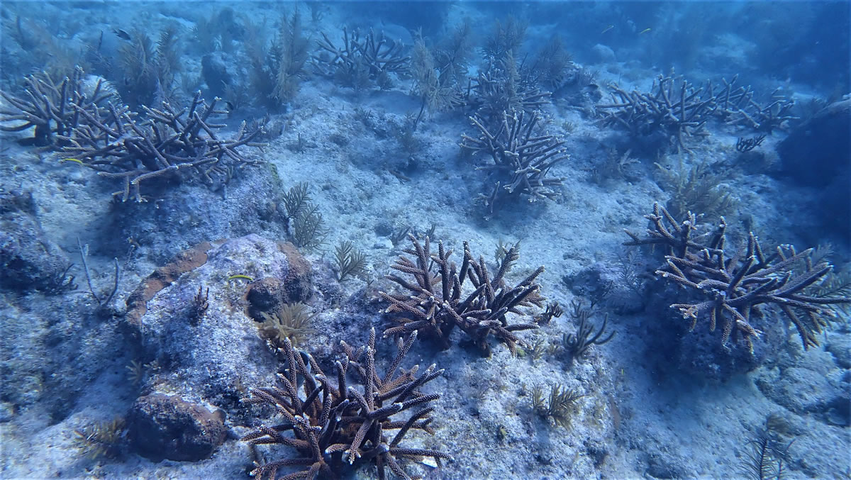 Large, healthy coral colonies that have grown for two years